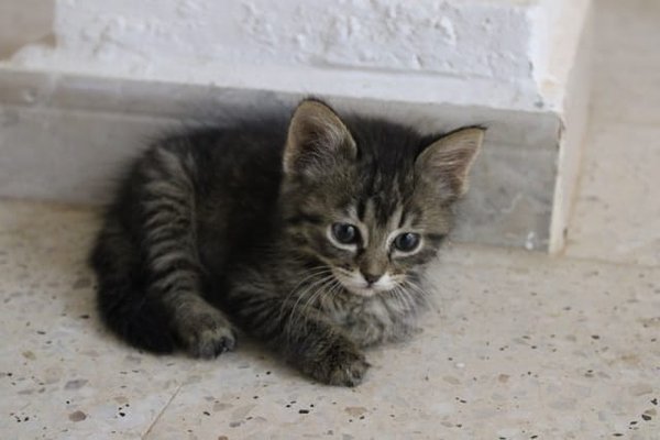 What's the Best Approach to Introduce a Blind Kitten to a Multi-Level Home?