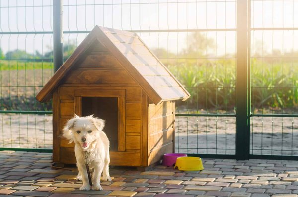How to Choose the Right Size and Material for a Doghouse for a Siberian Husky?